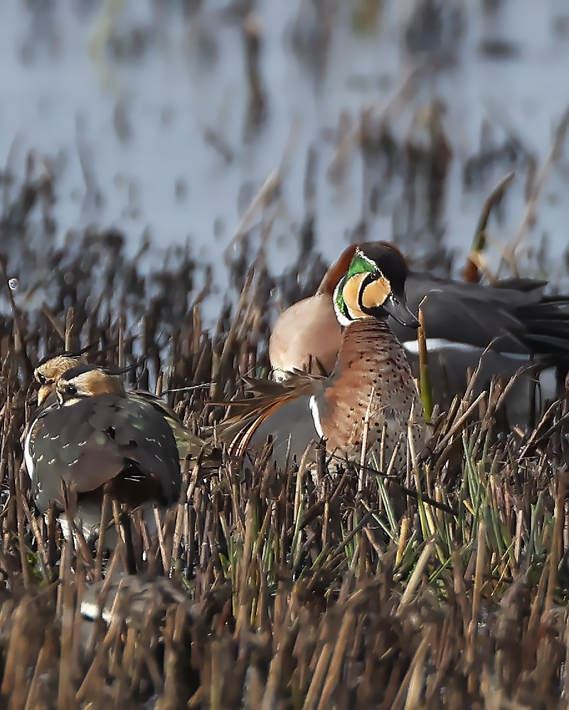 Baikal teal